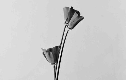 提供48服務的專家Wren Lab 慢做研究室｜個人接案