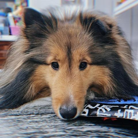 提供書籍封面排版服務的專家東東