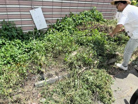 永益工程行 - 原綠化工程失敗改前 永益工程行 - 原綠化工程失敗改前