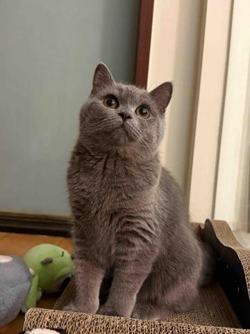 Mr.潘專業搬家 - 專業貓奴