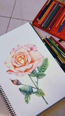 陳韋晴-畫畫教學🎨 - 我的作品-色鉛筆
