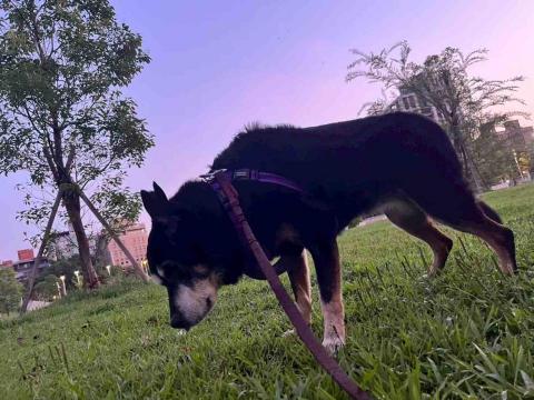 貓咪褓母～小五 - 