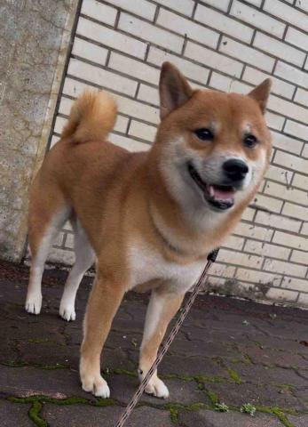 貓咪褓母～小五 - 