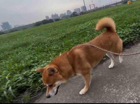 貓咪褓母～小五 - 