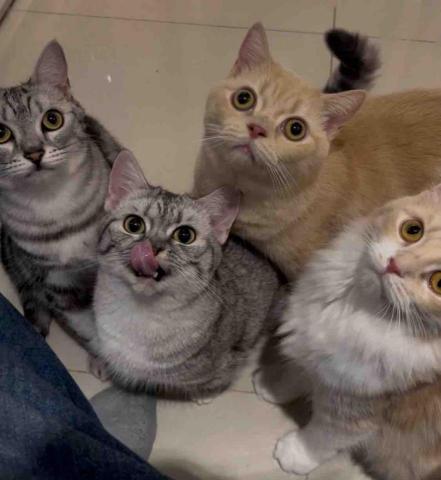 貓咪褓母～小五 - 多貓家庭也能駕馭