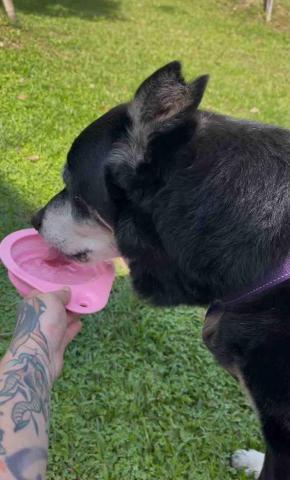 貓咪褓母～小五 - 