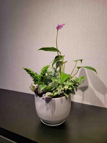 貓不理 • 植物系療癒所 - 