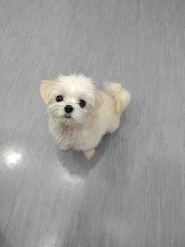 提供制作gif圖服務的專家Ivory