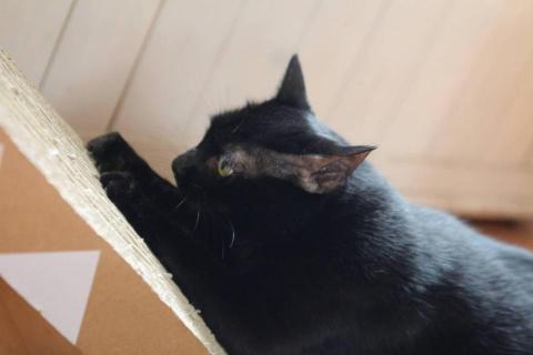 張乃璇 Michelle - 抓抓板