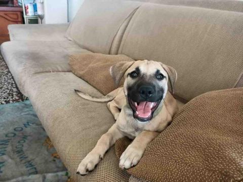 楊芷寧-寵物相關🐾 -  楊芷寧-寵物相關🐾 -