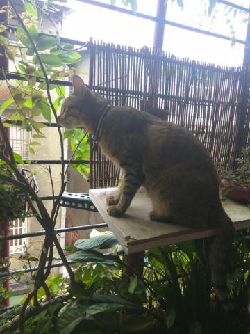 張乃璇 Michelle - 自製貓貓陽台