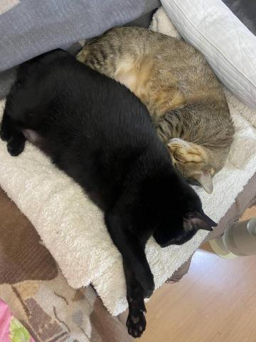 張乃璇 Michelle - 貓貓生活照