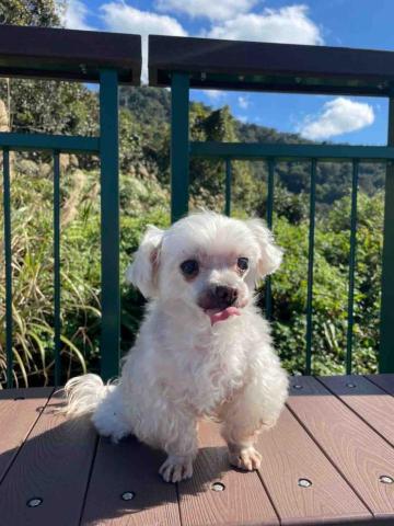 楊芷寧-寵物相關🐾 -  楊芷寧-寵物相關🐾 -