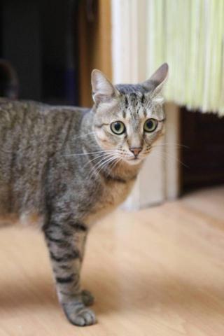 張乃璇 Michelle - 囧囧貓臉