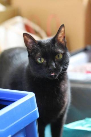 張乃璇 Michelle - 家中貓大小姐Lulu（10歲）