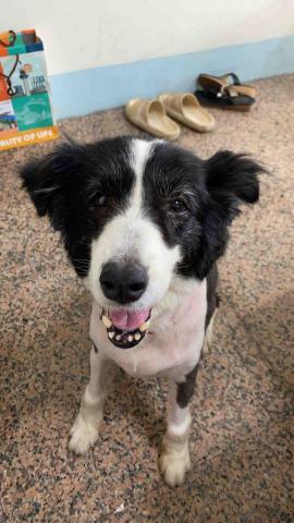 楊芷寧-寵物相關🐾 -  楊芷寧-寵物相關🐾 -