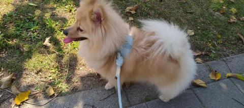 小毛頭寵物保母 - 