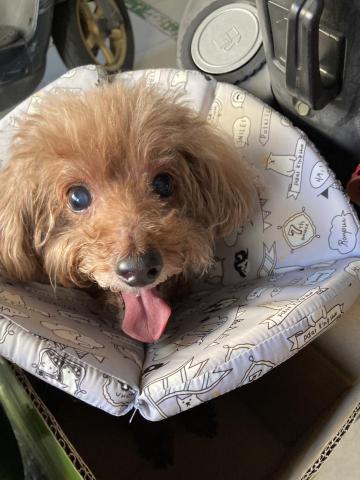 JungYu - 帶毛孩回診換藥