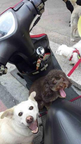 Ruru - 我的狗朋友們