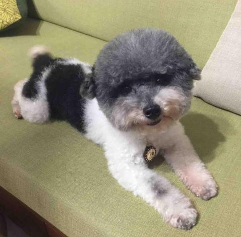 Ruru - 同事家花貴賓來家裡寄宿