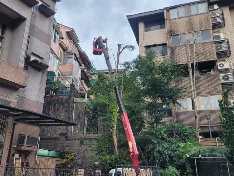 于森園藝企業社 （林先生） - 高空修樹作業