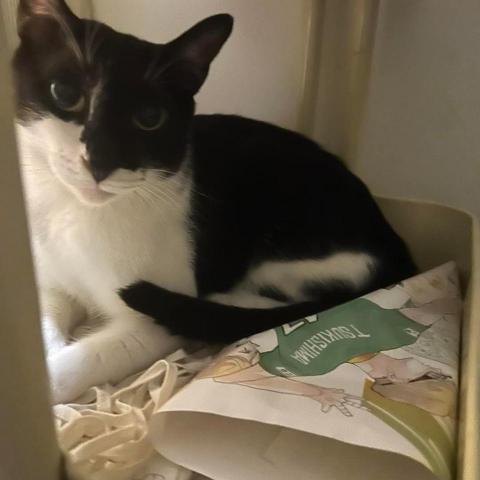 提供保母服務的專家蘇秋月