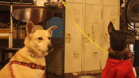 Hazel - 寵物散步