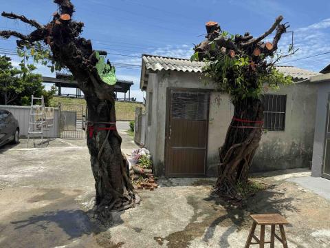 太杉 景観園芸所 エンゲイショ - 清水老樹看診 案場