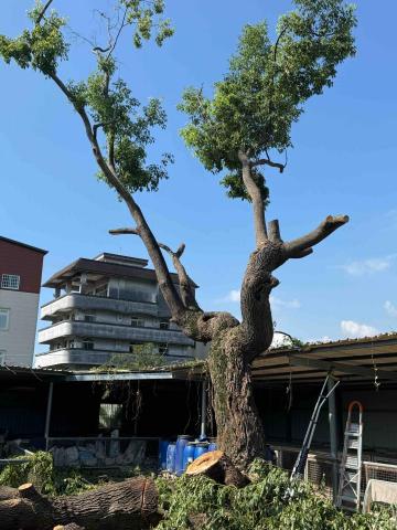 太杉 景観園芸所 エンゲイショ - 東勢百年樟樹案場