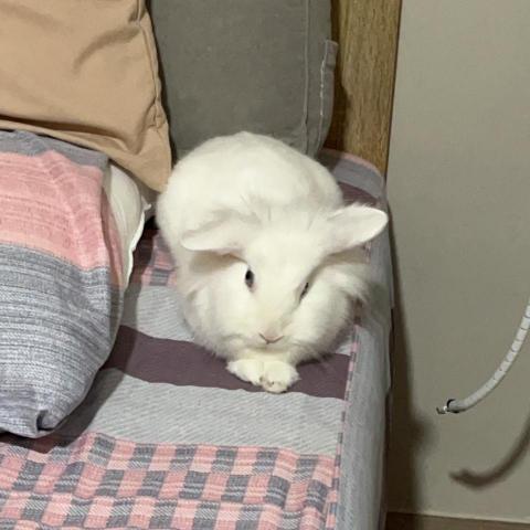 妍妍 妍妍