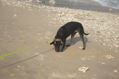 Hazel - 寵物散步