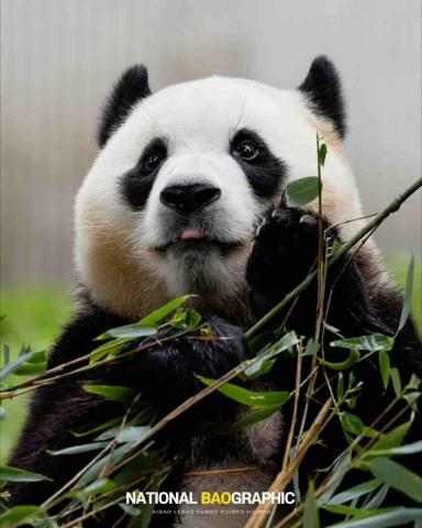 提供capcut教学服務的專家ViolaH | 短影音 | 旅遊Vlog