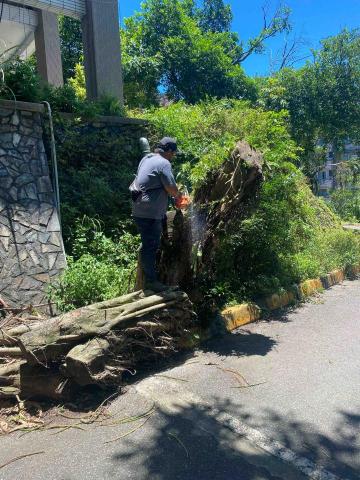 🪽森羽園藝 - 樹木移除