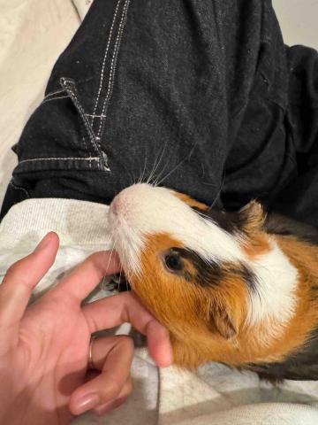  - 家還有一隻天竺鼠