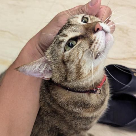 提供保姆服務的專家吳偉哲