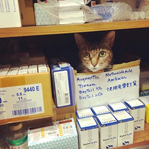 貓保母莎莎 貓保母莎莎