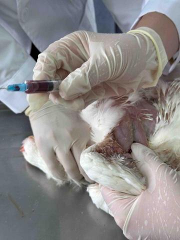  - 現階段大學有解剖課以及相關的實習課 為高中生物課的延伸