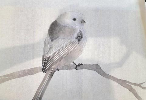 林于玉 Tabby - 水墨工筆練習--長尾山雀