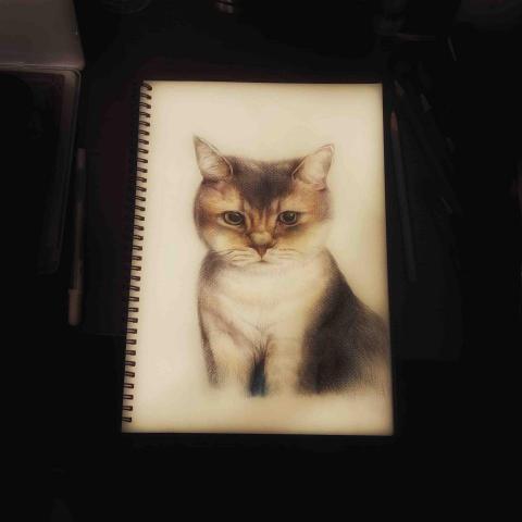 陳柏宇 - 貓咪 色鉛筆