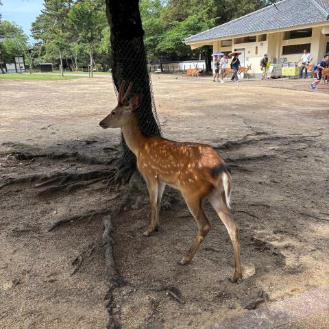 提供114服務的專家Windy Kuo