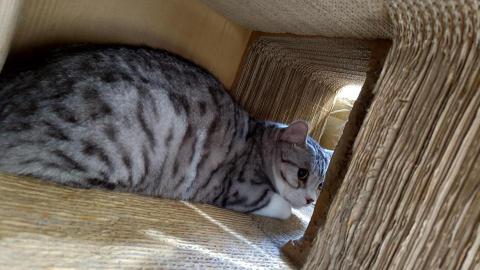 小毛頭寵物保母 - 