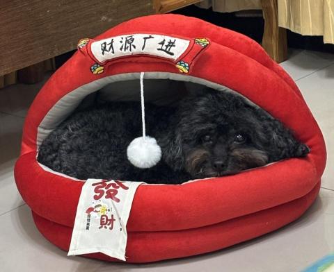 Janet Chang - 我家14歲的QQ