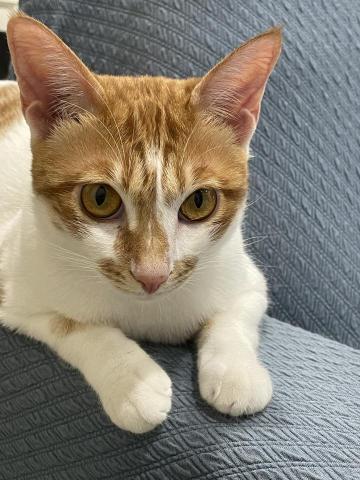 Janet Chang - 我叫小丸子，有點愛吃，但不喜歡給主人抱抱喔，不是不喜歡主人我喜歡安靜的待在主人旁邊