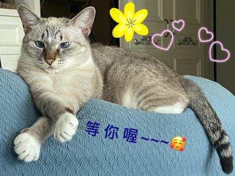 Janet Chang - 我是逗逗，個性溫和