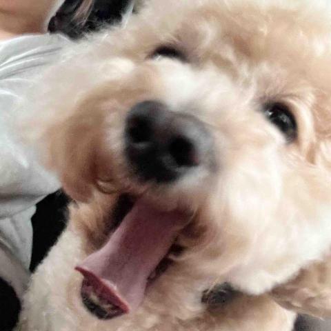 提供板橋國小校長服務的專家吳宜庭