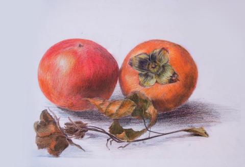 🎨 Ann‘s Studio 🖌️|繪畫工作室 - 色鉛筆 🎨 Ann‘s Studio 🖌️|繪畫工作室 - 色鉛筆