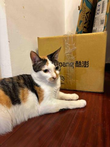 奶油寵物保姆 - 