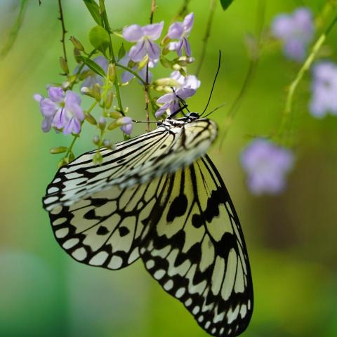 提供刻印章服務的專家哲