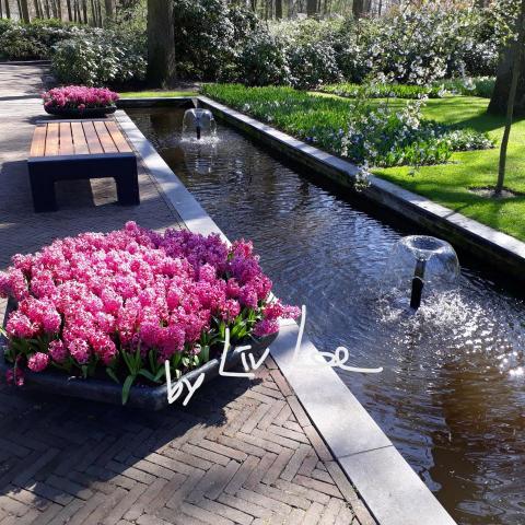 Liv Lee - 荷蘭 Keukenhof，一年一度花卉展，可以待一整天都不無聊，自助旅行