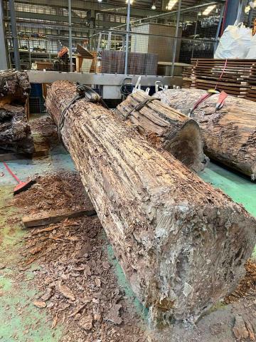 好朋友病媒防治顧問-蔡先生（白蟻、除蟲、蟑螂、螞蟻、 - 白蟻啃食神木